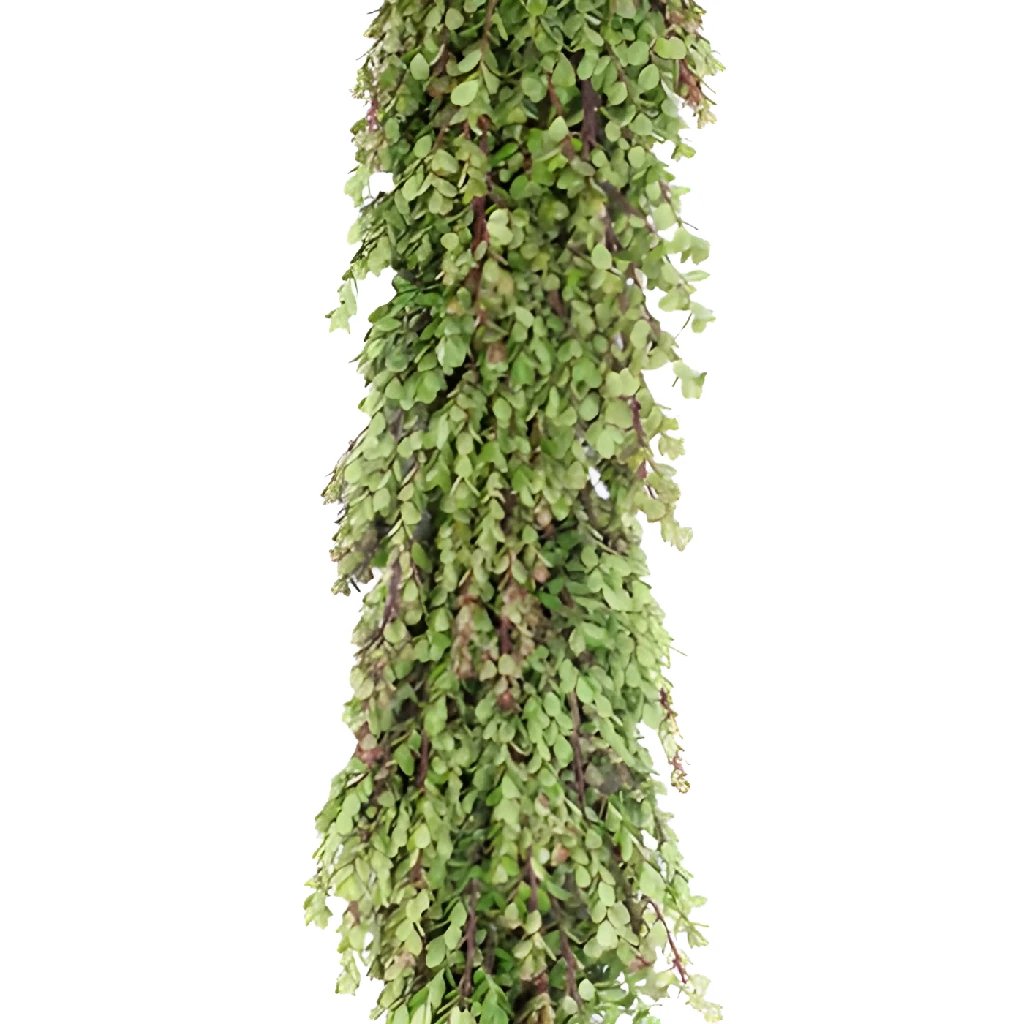 Buy Wholesale Fresh Boxwood Garland in Bulk - FiftyFlowers