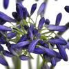 Agapanthus Indigo Blue Flower