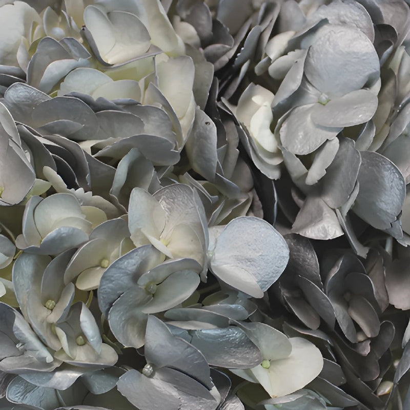 Airbrushed Silver Hydrangea Wholesale Flower Up close