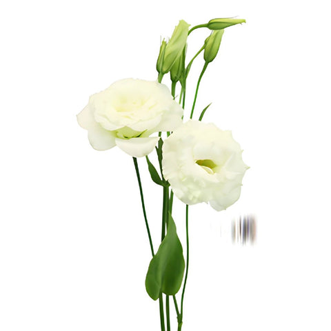 Alissa White Lisianthus Wholesale Flower Stem