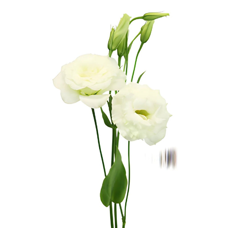 Alissa White Lisianthus Wholesale Flower Stem