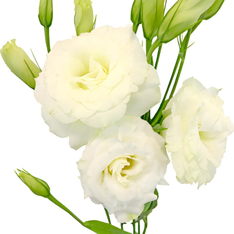 Alissa White Lisianthus Wholesale Flower Bloom