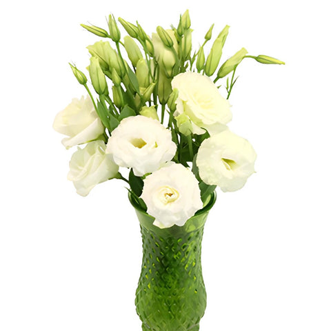 Alissa White Lisianthus Wholesale Flower In a vase
