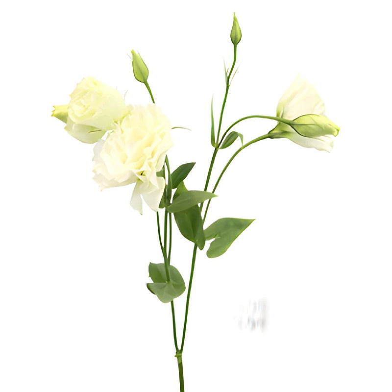 Alissa White Designer Lisianthus Wholesale Flower Stem