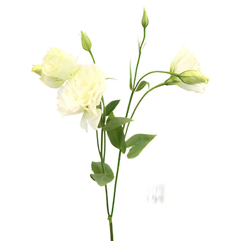 Alissa White Designer Lisianthus Wholesale Flower Stem