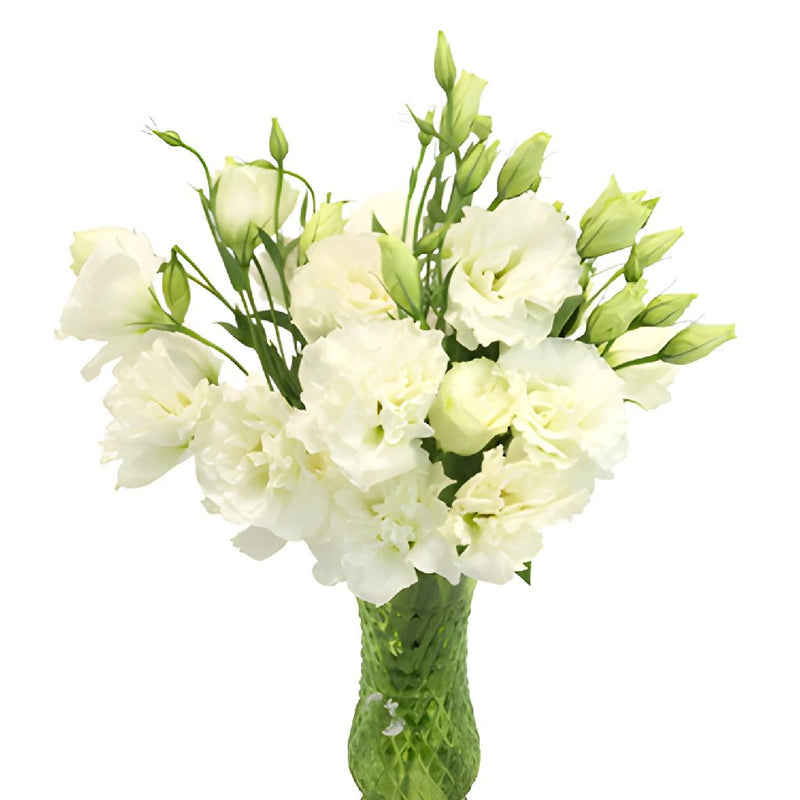 Alissa White Designer Lisianthus Wholesale Flower In a vase