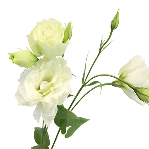 Alissa White Designer Lisianthus Wholesale Flower Bloom