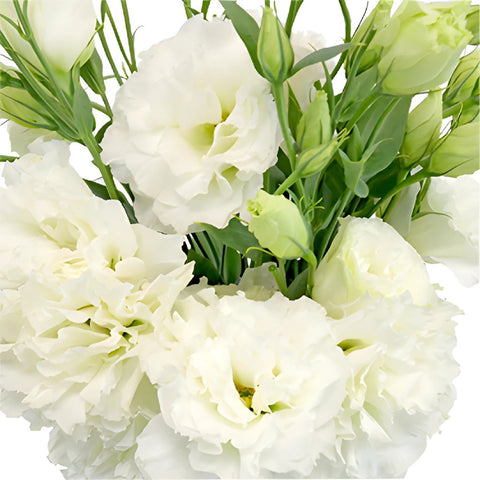 Alissa White Designer Lisianthus Wholesale Flower Upclose