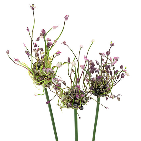Modern Violet Allium Flowers