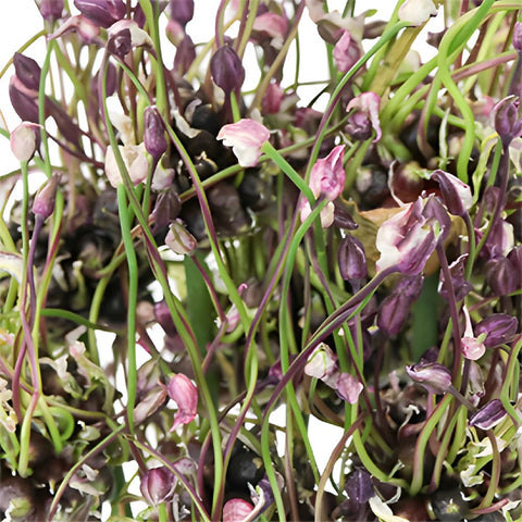 Modern Violet Allium Flowers