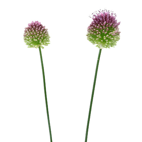 Allium Unique Flower Bloom
