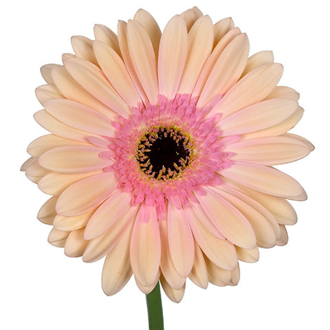 Gerbera Daisy Alma Peach Flower Up close