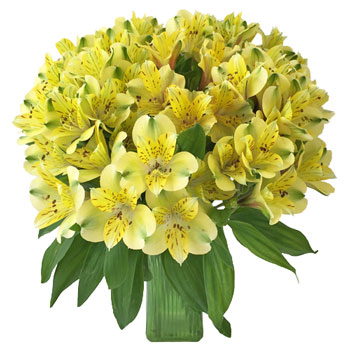 Apple Yellow alstroemeria Wholesale Flower In a vase