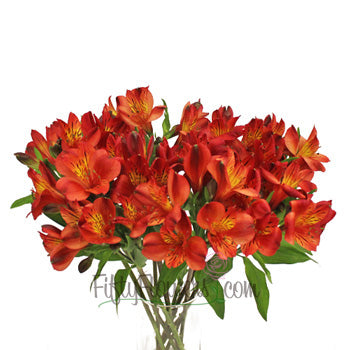 Burnt Red alstroemeria Wholesale Flower In a vase