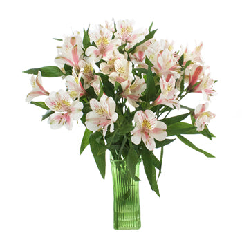 Pink Blush alstroemeria Wholesale Flower In a vase