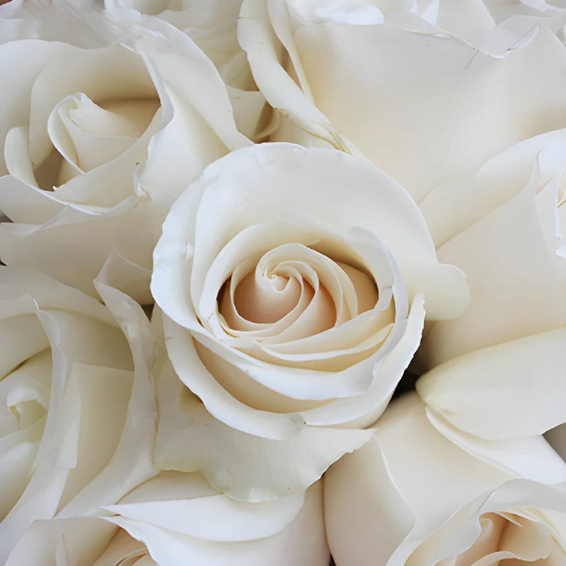 Amelia Creamy White Rose