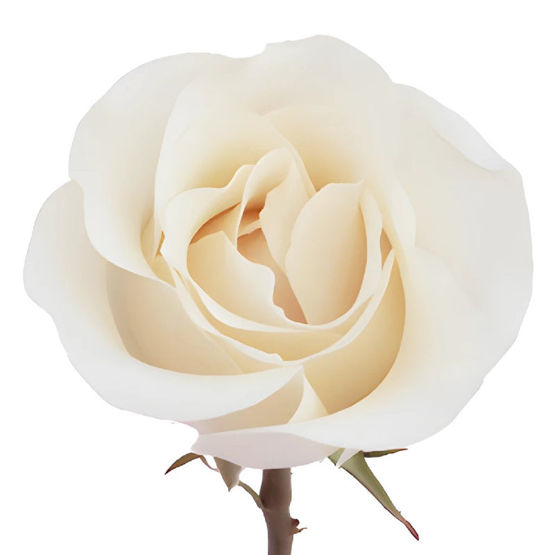 Amelia Creamy White Rose