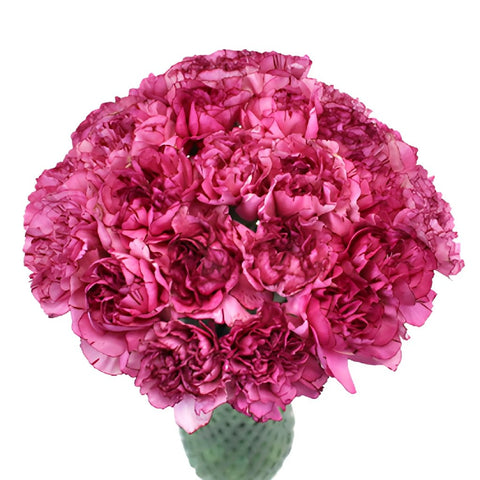 Amico Lavender Magenta Carnation Flowers In a vase