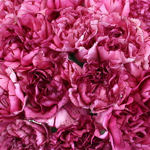 Amico Lavender Magenta Wholesale Carnations Up close