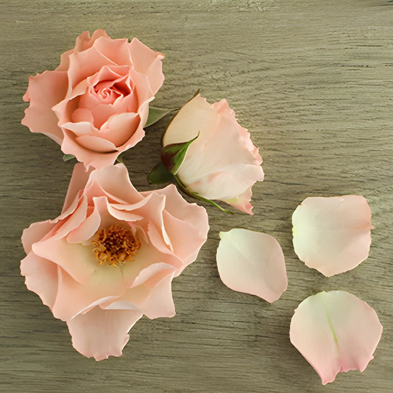 Anastasia Pink Spray Rose Bloom Flatlay with Petals
