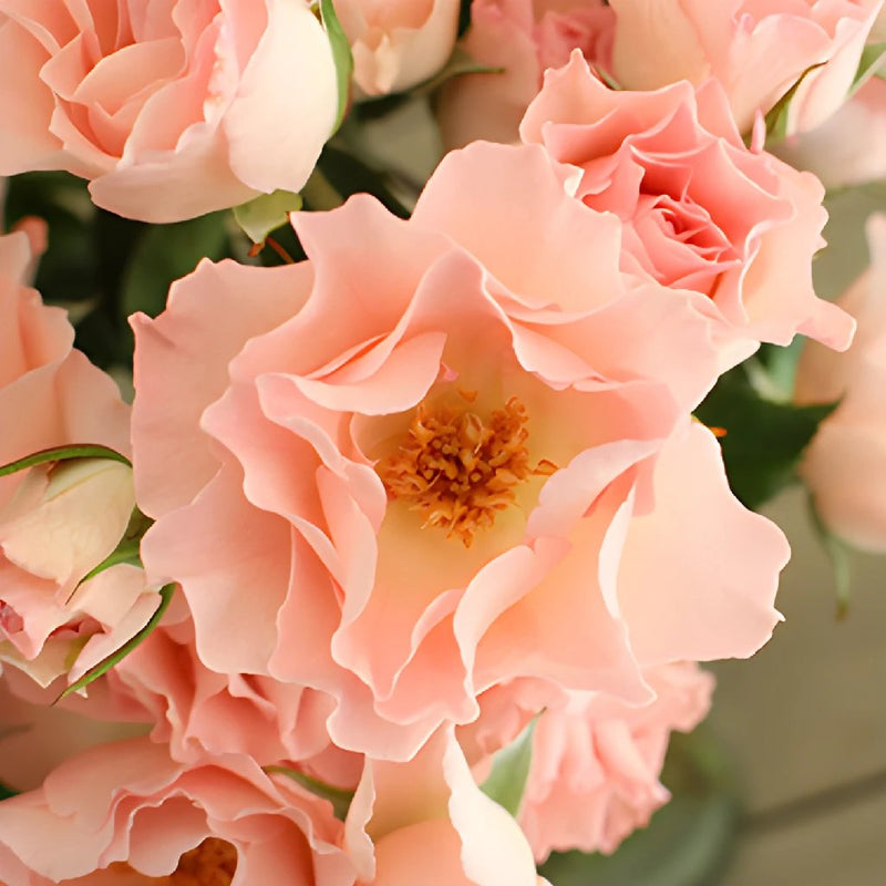 Anastasia Pink Spray Roses up close