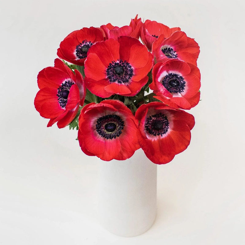 Red Anemone Wholesale Flower In a vase