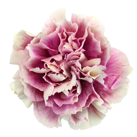 Antigua Cream and Berry Pink Carnation Flower Bloom