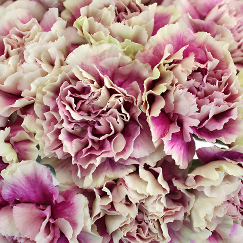 Antigua Cream and Berry Pink Wholesale Carnations Up close
