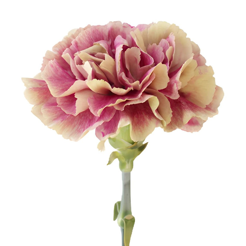Antigua Cream and Berry Pink Carnations side stem