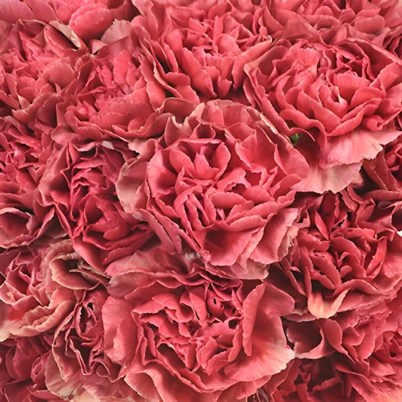 Antique Coral Carnation Flowers Up Close