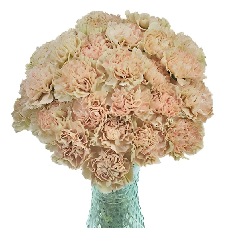 Antique Creamy Peach Carnation Flowers In a vase