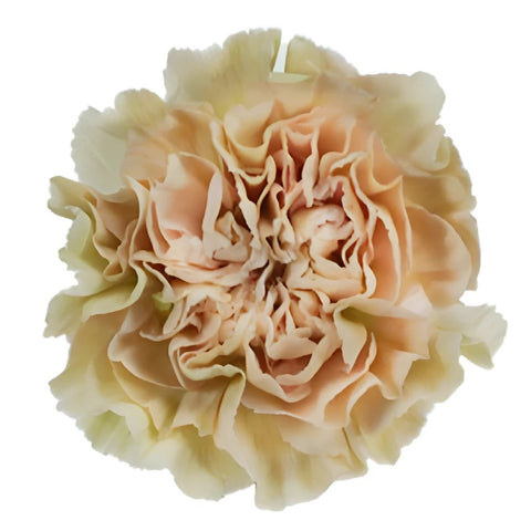 Antique Creamy Peach Carnation Flower FlatLay
