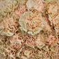 Antique Creamy Peach Wholesale Carnations Up close