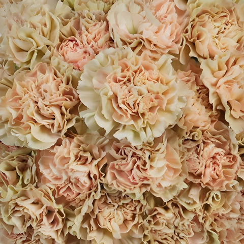 Antique Creamy Peach Wholesale Carnations Up close