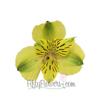 Apple Yellow Alstroemeria Flower Bloom