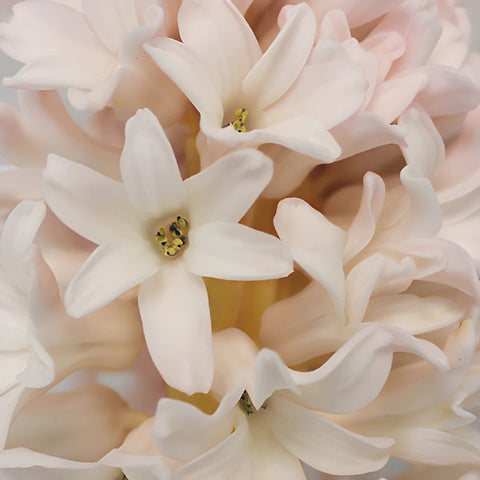Hyacinth Blush Flower