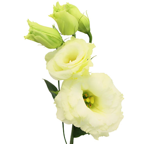 Arena Gold Yellow Lisianthus Wholesale Flower Bloom