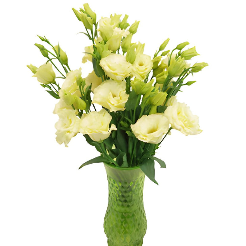 Arena Gold Yellow Lisianthus Wholesale Flower In a vase