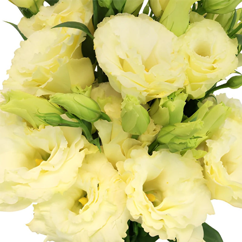 Arena Gold Yellow Lisianthus Wholesale Flower Upclose