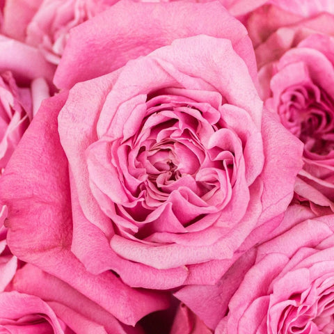 Art Deco Ruffled Pink Rose