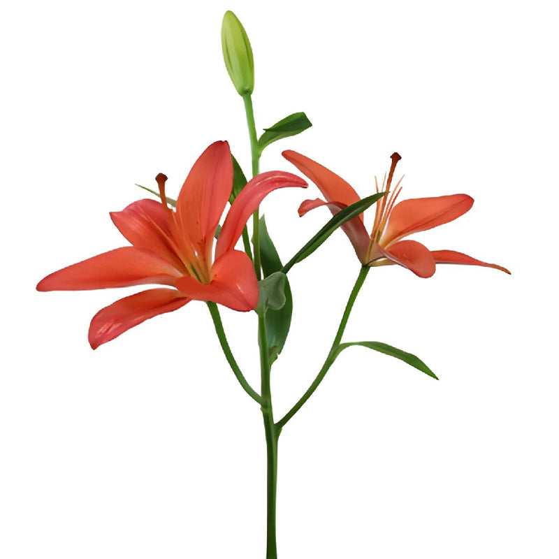 Dark Orange Asiatic Lily