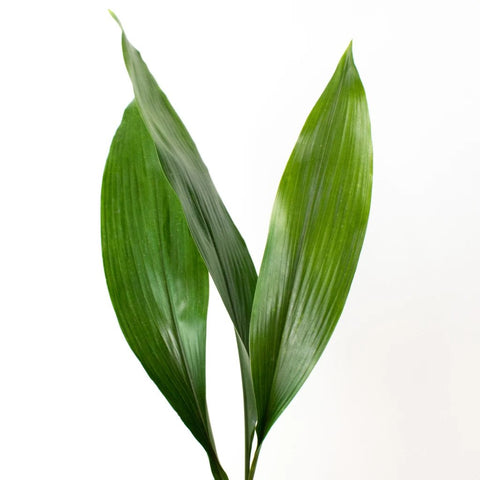 Aspidistra Leaf Greenery