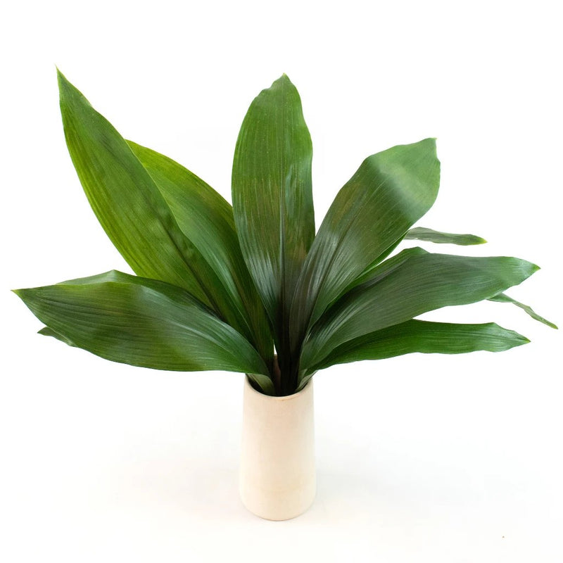 Buy Wholesale Aspidistra Leaf Greenery in Bulk - FiftyFlowers