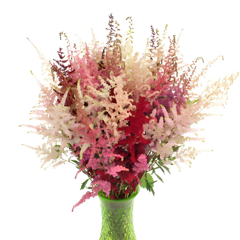 Assorted Astilbe Flower May to October
