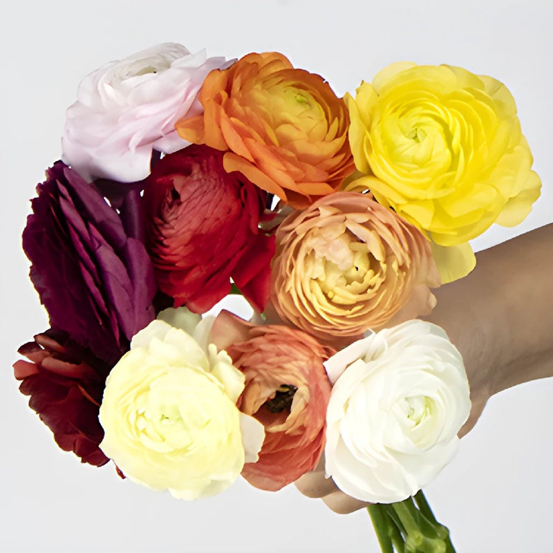 Assorted Colors Ranunculus Wholesale Flower Bunch in a hand