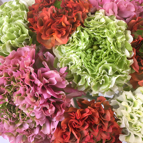 Assorted Colors Pon Pon Ranunculus Wholesale Flower Upclose