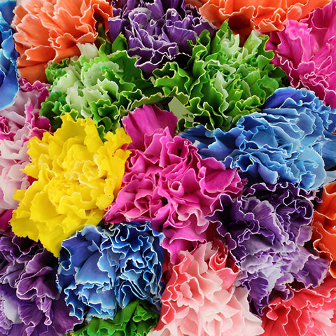 Assorted Dyed Farm Mix Wholesale Carnations Up close
