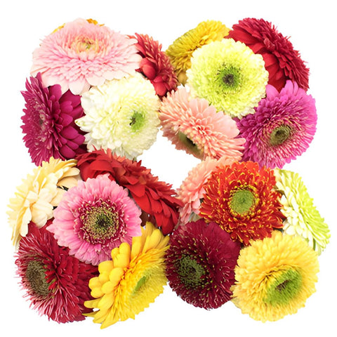 Gerrondo Gerbera Daisy Flowers Assorted Colors