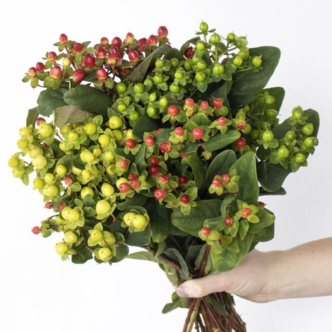 Berry (Hypericum ) - Flower & Plant Free Delivery