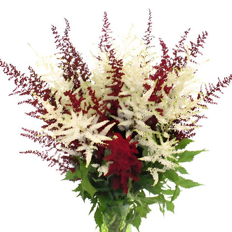 Red and White Festive Astilbe Flower May to October